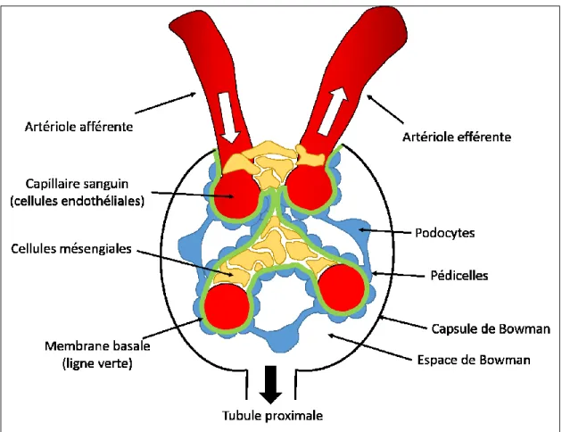 Figure 3 : Le glomérule 