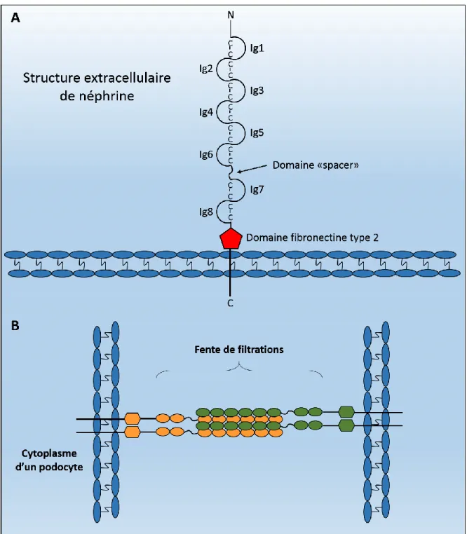 Figure 5 : Structure extracellulaire de néphrine 