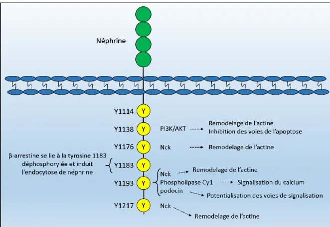 Figure 6 : signalisation de néphrine 