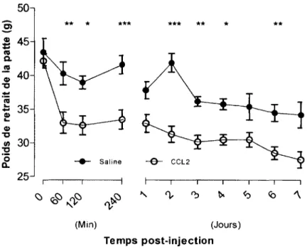 Figure  17  :  Induction de l’allodynie mécanique par l’administration de CCL2 exogène Le  suivi  de  la  nocicep tio n   m écanique  a  été  réalisé  par v o n   Frey  dynam ique  sur  u n e  p é rio d e   de  sept  jours  suivant  l’adm inistration  i.t