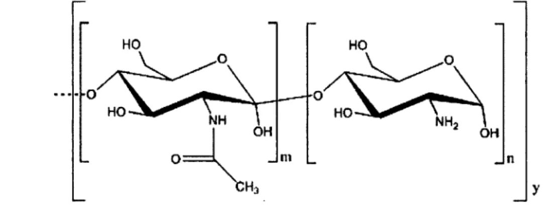 Figure 2.3  Structure of chitin (for m/y greater than 50%). Chitin can be deacetylated to form  chitosan (for n/y greater than 50%).