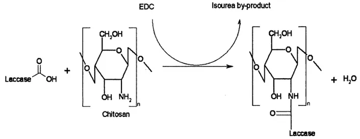 Figure 2.4 Crosslinking mechanism of enzyme with chitosan in presence of EDC.