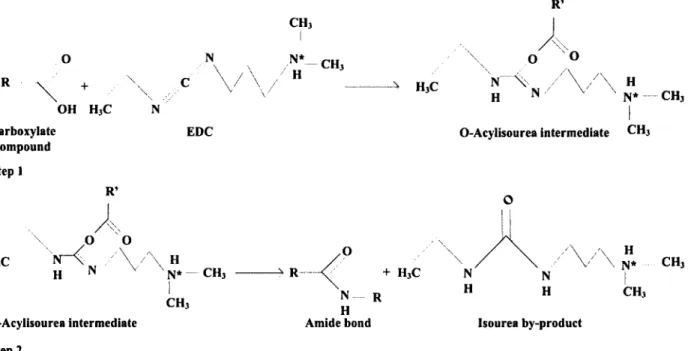 Figure 2.5 Two-step mechanism of carboxylate activation with EDC to form reactive
