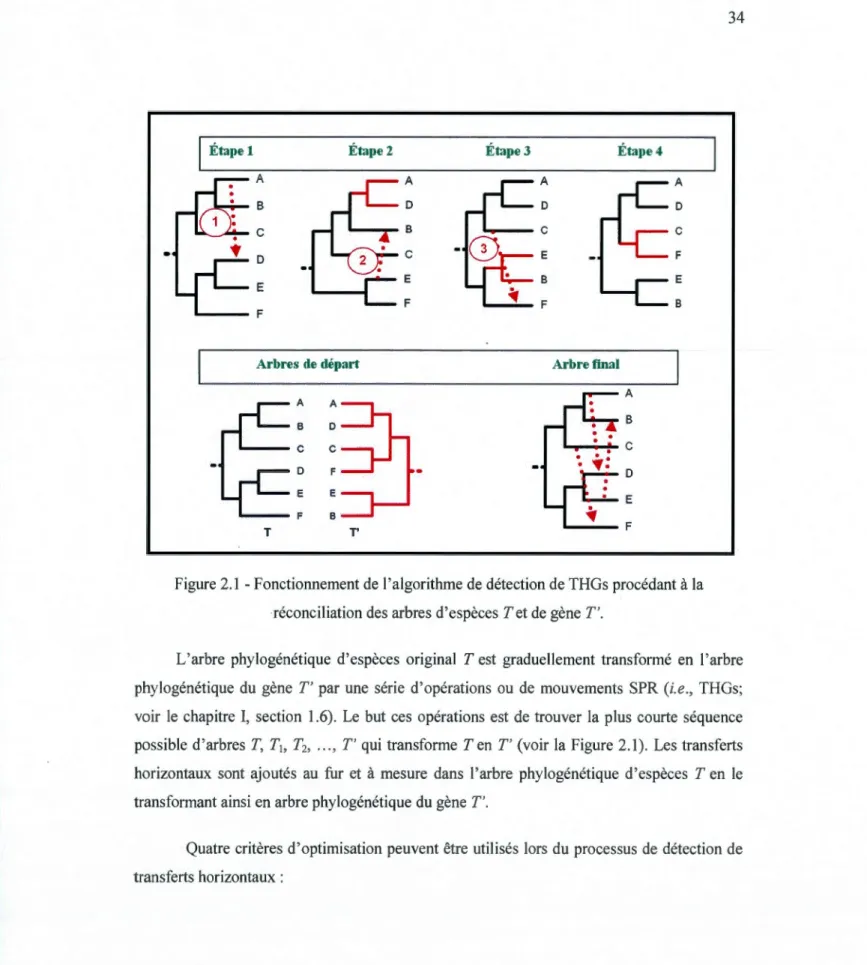 Figure 2.1  -Fonctionnement de l'algorithme de détection de THGs procédant à la  réconciliation des arbres d'espèces  Tet  de  gène  T '