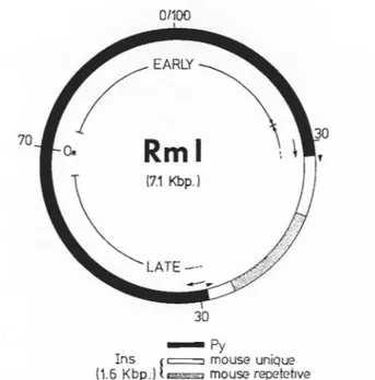 FIG.  1.  Physical  structure of Rml,  as determined previously (5,  30).  The  numbers  refer  to  standard  Py  map  units