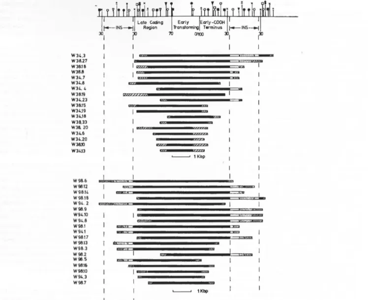 FIG.  2.  Physical  map of the  insertions in  W3  and  W9  clones.  The code for the  Rml  sequences is  the  same as that shown in  Fig