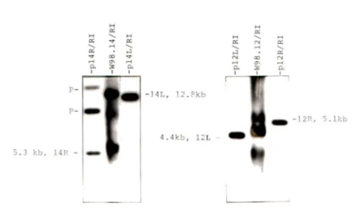 Figure  3  Comigration  of  the  cloned  junctions  with  the corresponding cellular fragments.