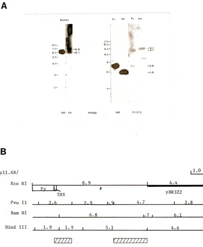 Figure  5  A  ---.  BamHI  Pv  Hd  Pv  Hd  6 .1- 7,1-- 6 . e  s.1- -s.1  -4.7  - 6. t   45  .1-4.1- 3  --2.6  2- -1.9   3-2 - 