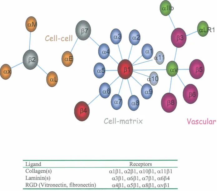 Figure 1: The integrin family. The Integrin family loosely divided  according to their functions and ligand(s) (table)