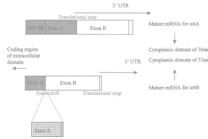 Figure 3: Pre-mRNA splice variants of a.6. Following the in virtually all  a  integrins conserved five amino acid membrane proximal motif (GFFKR) exon  A is alternatively spliced leading to the formation of two different 