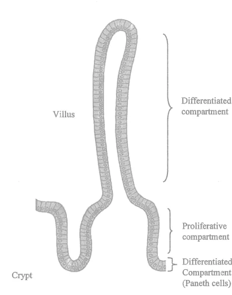 Figure 7: The small intestinal Crypt-Villus axis. The functional unit of the small  intestine
