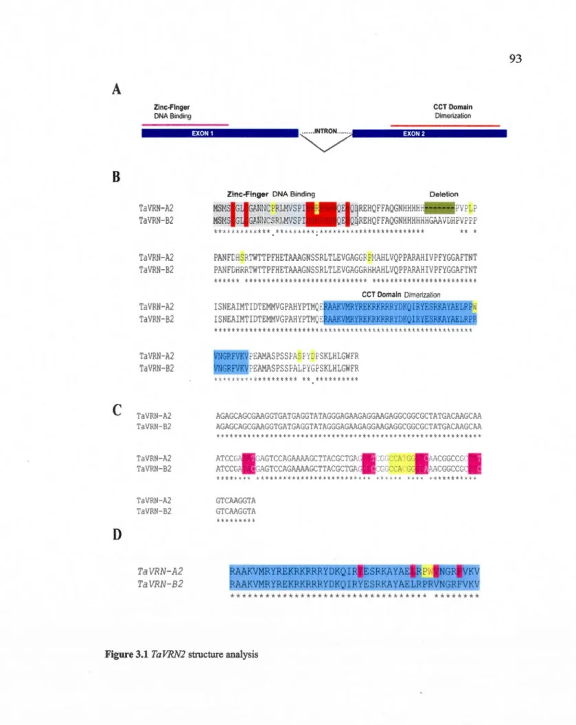 Figure 3.1  Ta VRN2  structure analysis 