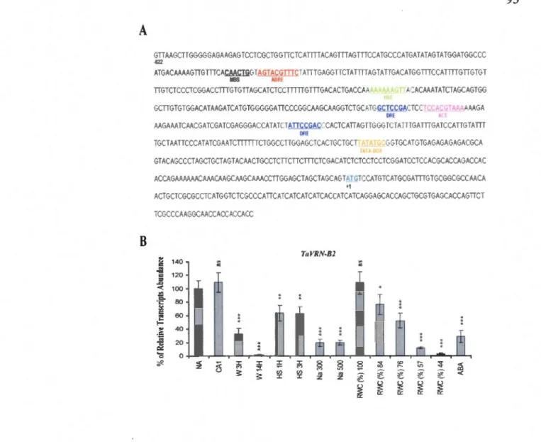 Figure 3.3 Promoter analysis and transcripts level of  Ta VRN2  in response to  various abiotic stresses 