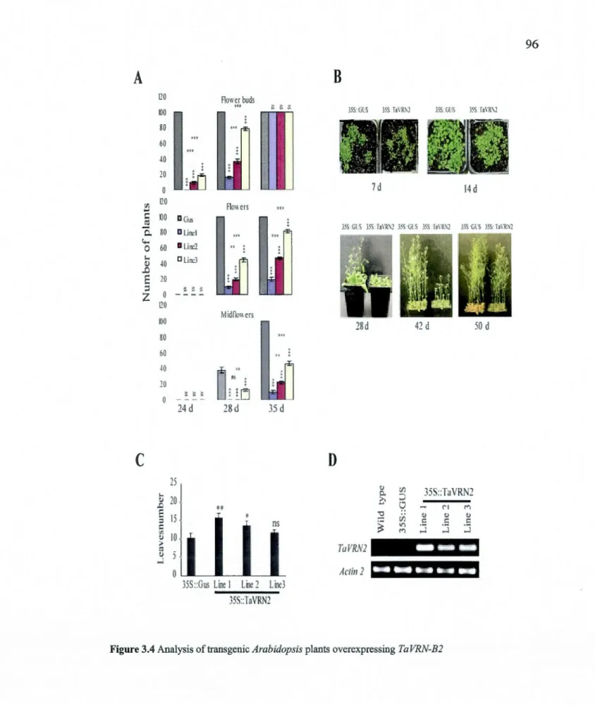 Figure 3.4  Analysis of trans genie Arabidopsis plants overexpressing Ta VRN-B2 