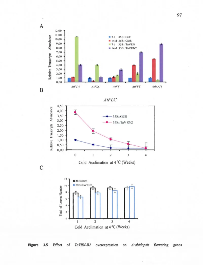 Figure  3.5  Effect  of  TaVRN-B2  overexpression  on  Arabidopsis  flowering  genes 