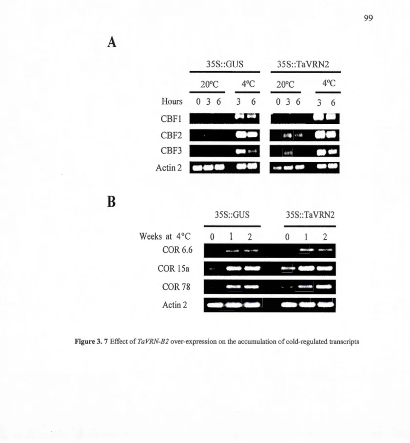 Figure 3. 7 Effect of TaVRN-B2 over-expression on  the accumulation of cold-regulated transcripts 