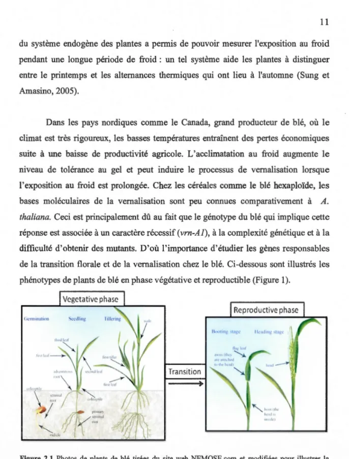 Figure  2.1  Photos  de plants  de  blé  tirées  du  site  web  NEMOSE.com  et  modifiées  pour  illustrer  la  distinction phénotypique des plants en phase végétative et en phase reproductive 