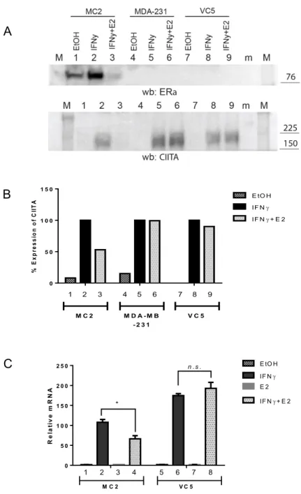Figure 10. E2-induced inhibition of CIITA expression. Cell lines MDA- MDA-MB-231, MC2 and VC5 were stimulated with EtOH, IFN or IFN+E2 as 