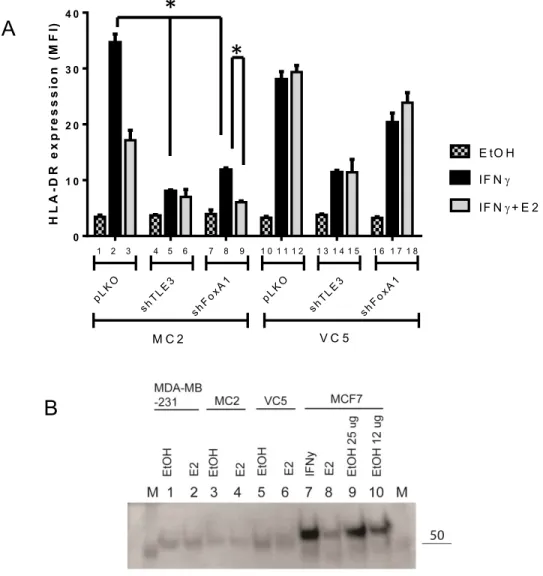 Figure 15. HLA-DR expression in TLE3/FoxA1-KD cells A) The model  cell lines MC2 and VC5 were depleted for TLE3 and FoxA1 via shRNAs