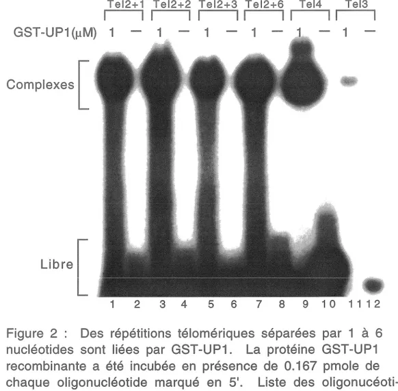 Figure  2  :  Des  répétitions  télomériques  séparées  par  1  à  6  nucléotides  sont  liées  par  GST-UP1