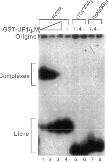 Figure  3  :  GST-UP1  lie  les  répétitions  télomériques  de  façon  spécifique.  La  protéine  recombinante  GST-UP1  a  été  incubée  en  présence  de  chaque  oligonucléotide  marqué  en  5'