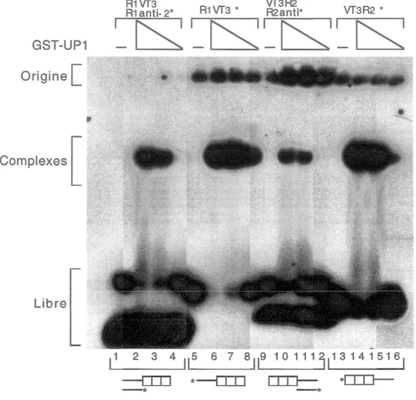 Figure  4  :  GST-UP1  lie  des  répétitions  télomériques  situées  en  5'  ou  en  3'  de  régions  d'ADN  simple-brin  ou  double-brin