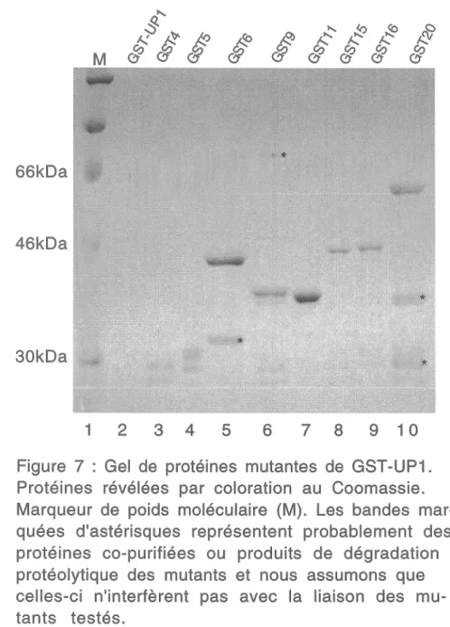 Figure  7  :  Gel  de  protéines  mutantes  de  GST-UP1. 