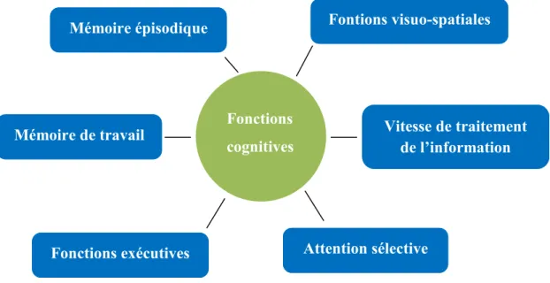 Figure 1 : Domaines cognitifs sensibles au vieillissement (adapté de (Harada et al.,  2013; Salthouse, 2010; Ska &amp; Joanette, 2006)) 