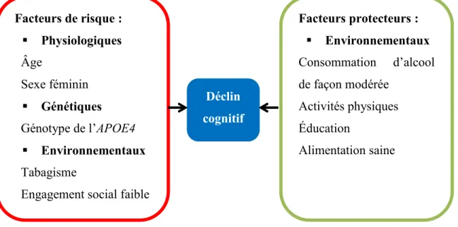 Figure 2 : Facteurs de risques et facteurs protecteurs de déclin cognitif (adapté de  (Blennow et al., 2006) 