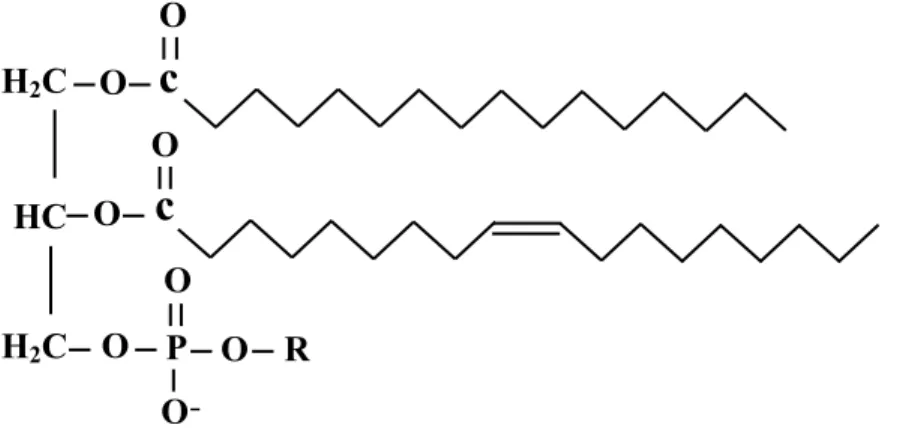Figure 6 : Structure des phospholipides (adapté de (Ophardt, 2019)) H2C HC OC c OC c OC OC P OC OC OC RC H2C OC 