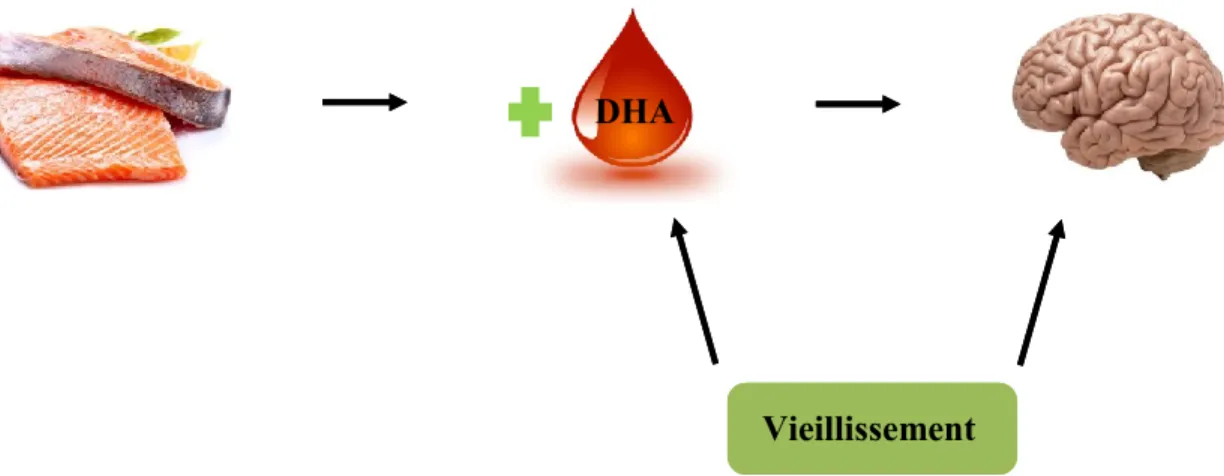 Figure 7 : Hypothèse de recherche 