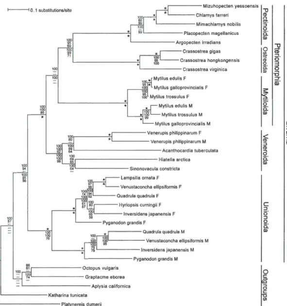Figure  3.1  Bayesian  inference  majority-rule  tree  of  bivalve  mt  genome  r elationships  based  on  an  analysis  using  the  M3  codon  substitution  madel  and  a  nucleotide  alignment  of  12  mitochondrial  protein-coding  genes  (atp8  exclude