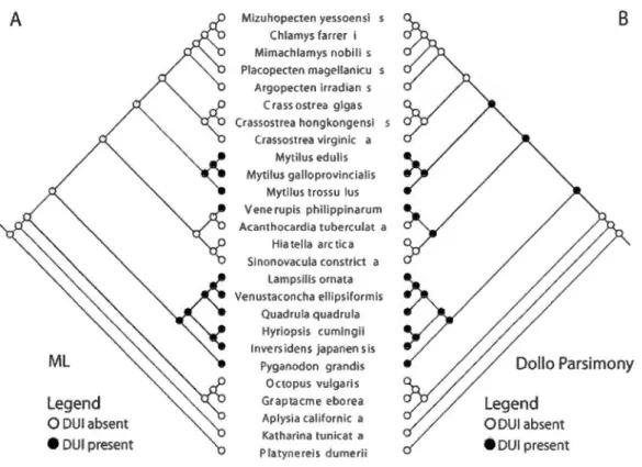 Figure  3.2  ML-based  (A)  and  Dalla  parsimony-based  (B)  ancestral  character  state  reconstructions  of  presence/absence  of  OUI  on  a   species-level  tree  derived  from  the  tree  presented  in  Figure  3.1 