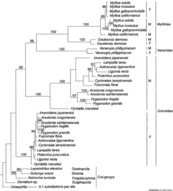 Figure  2.1  OUI  phylogeny.  The  mitochondrial  genome  evolutionary  relationships  for  the  DUI-containing  taxa  showing  that  the  male  (M)  and  female  (F)  genomes  in  the  freshwater  mussels,  the  Unionidae,  have  been  stable ,  whereas  