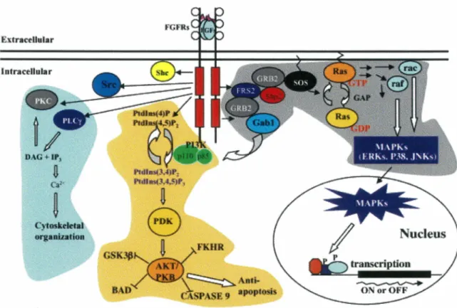 Figure 2: FGF2 signaling 