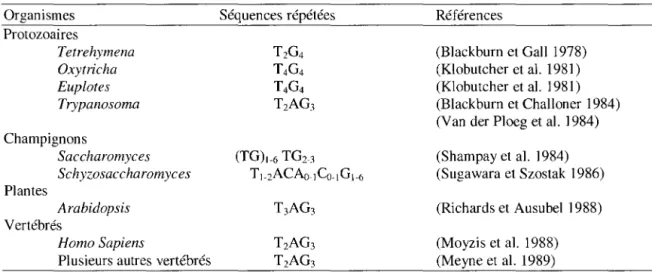 Tableau 1: Séquence des répétitions télomériques de différents organismes. La séquence présentée est celle du brin G- G-riche et va de 5' à 3' vers l'extrémité du chromosome