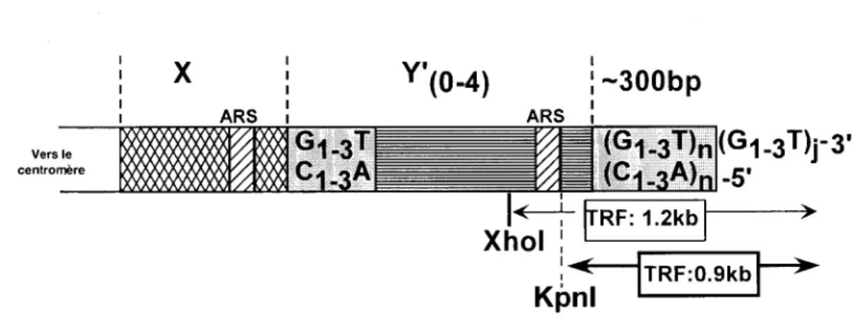 Figure 2.  Structure  d'un  télomère  de  la  levure  S.  cerevisiae.  Les  télomères  présents  aux  extrémités  des  chromosomes  possèdent 300  ±  75  pb de  répétitions  C 1_3 A!fG 1_3•  Les  télomères  possèdent aussi  des  éléments  sous-télomériques