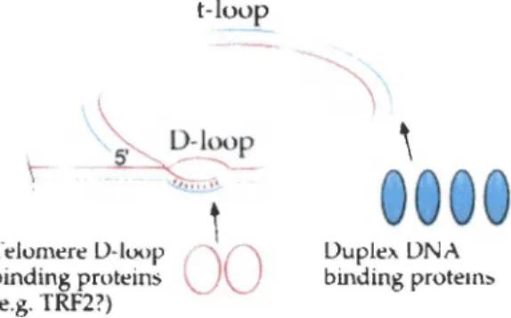 Figure 4. Structure des t-loop et D-loop. L' ADN télo- télo-mérique se replie sur lui-même, formant ainsi la  struc-ture de boucle nommée t-loop (telomere loop )