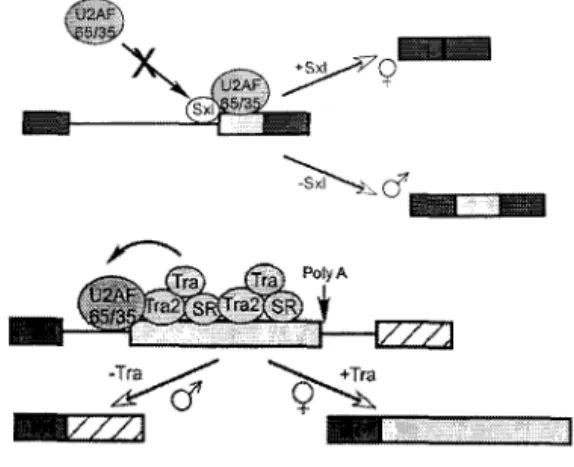 Figure 13. Régulation de l'épissage chez la drosophile. A)  La protéine Sxl uniquement présente chez les femelles,  bloque l'utilisation d'un site d'épissage 3' et mène à  l'expression d'une protéine Tra fonctionnelle