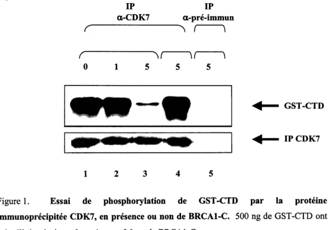 Figure  1.  Essai  de  phosphorylation  de  GST-CTD  par  la  protéine  immunoprécipitée  CDK7, en présence  ou non  de BRCA1-C