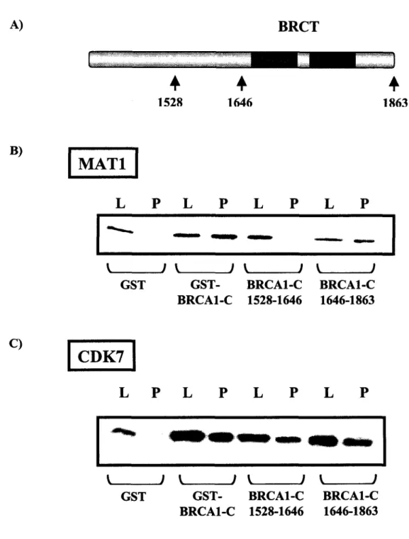 Figure 3.  Tests  d’interaction  entre  différents  fragments  de  GST-BRCA1-C,  soit  1528-1646  et  1646-1863  et  les  différentes  sous-unités  du  complexe  CAK  A)  Schéma  représentant  les  différentes  constructions  de  la  région  C-terminale  d