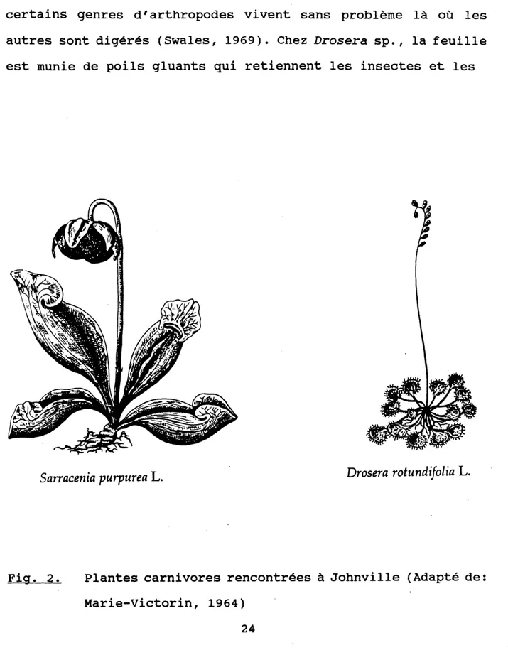 Fig.  2.  Plantes carnivores  rencontrées  à  Johnville  (Adapté  de: 
