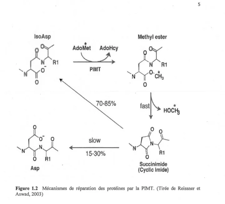 Figure  1.2  Mécanismes  de  réparation  des  protéines  par  la  PIMT.  (T irée  de  Reissner  et  Aswad, 2003) 
