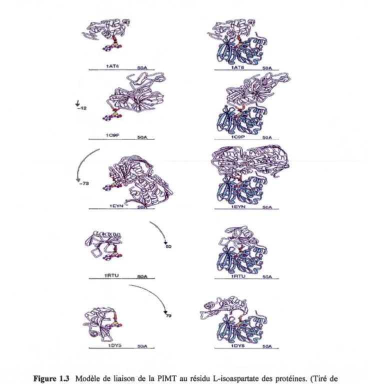 Figure  1.3  Modèle  de  liaison  de  la  PIMT  au  résidu  L-isoaspartate  des  protéines