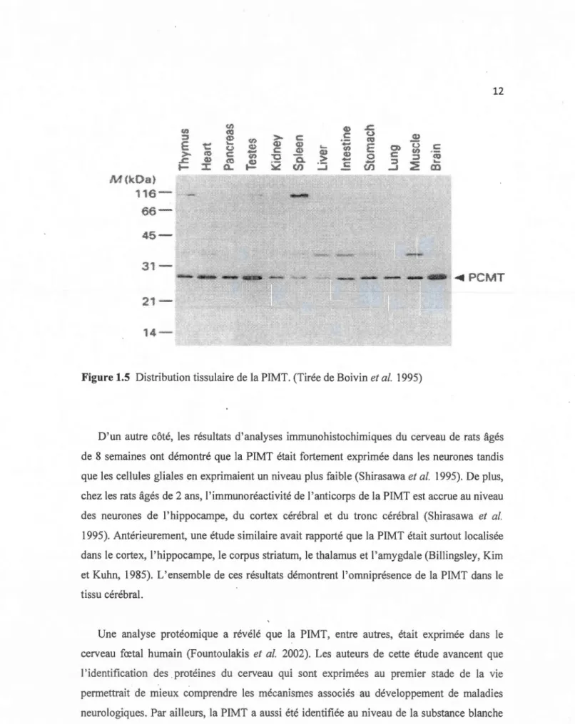 Figure 1.5  Distribution tissulaire de  la PIMT.  (Tirée de  Boivin et al.  1995)  c  co  ~ a:&gt; 