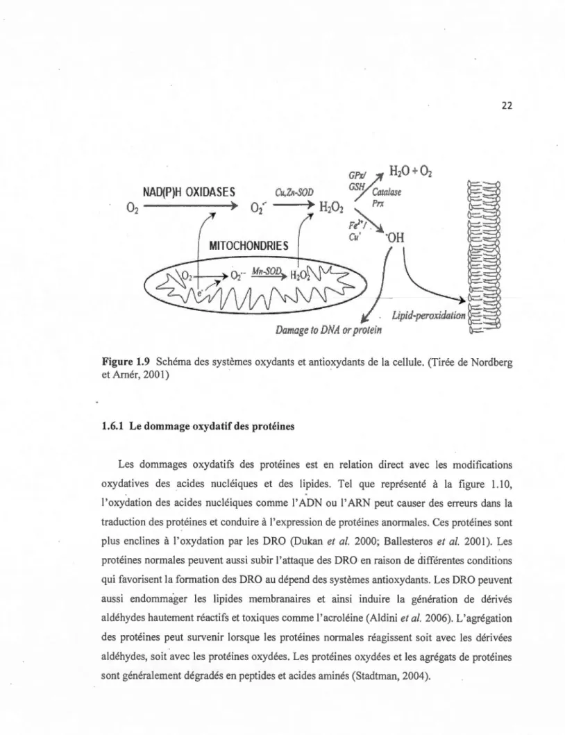 Figure  1.9  Schéma des  systèmes  oxydants  et antioxydants  de  la  cellule.  (Tirée  de  Nordberg  et Arnér, 2001) 