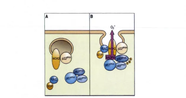 Figure  1.13  Assemblage  et  activation  de  Nox2  au  niveau  des  membranes  de  vésicules  intracellulaires chez  les  neutrophiles