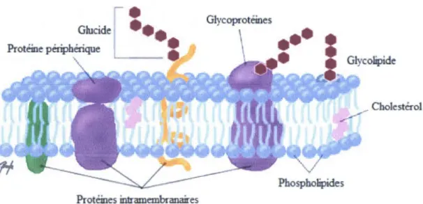 Figure  1.1  Modèle de mosaïque fluide  pour décrire les structures  membranaires 3 