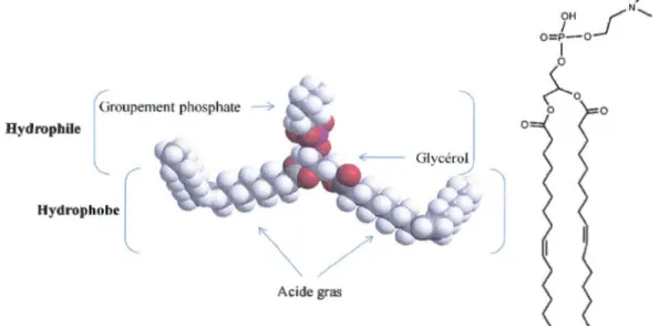 Figure  1.5  Structure d'tm phospholipide, ici la choline. 
