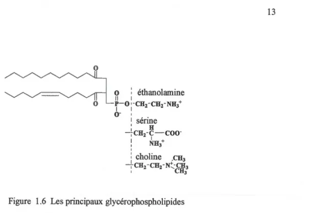 Figure  1.6  Les principaux glycérophospholipides 